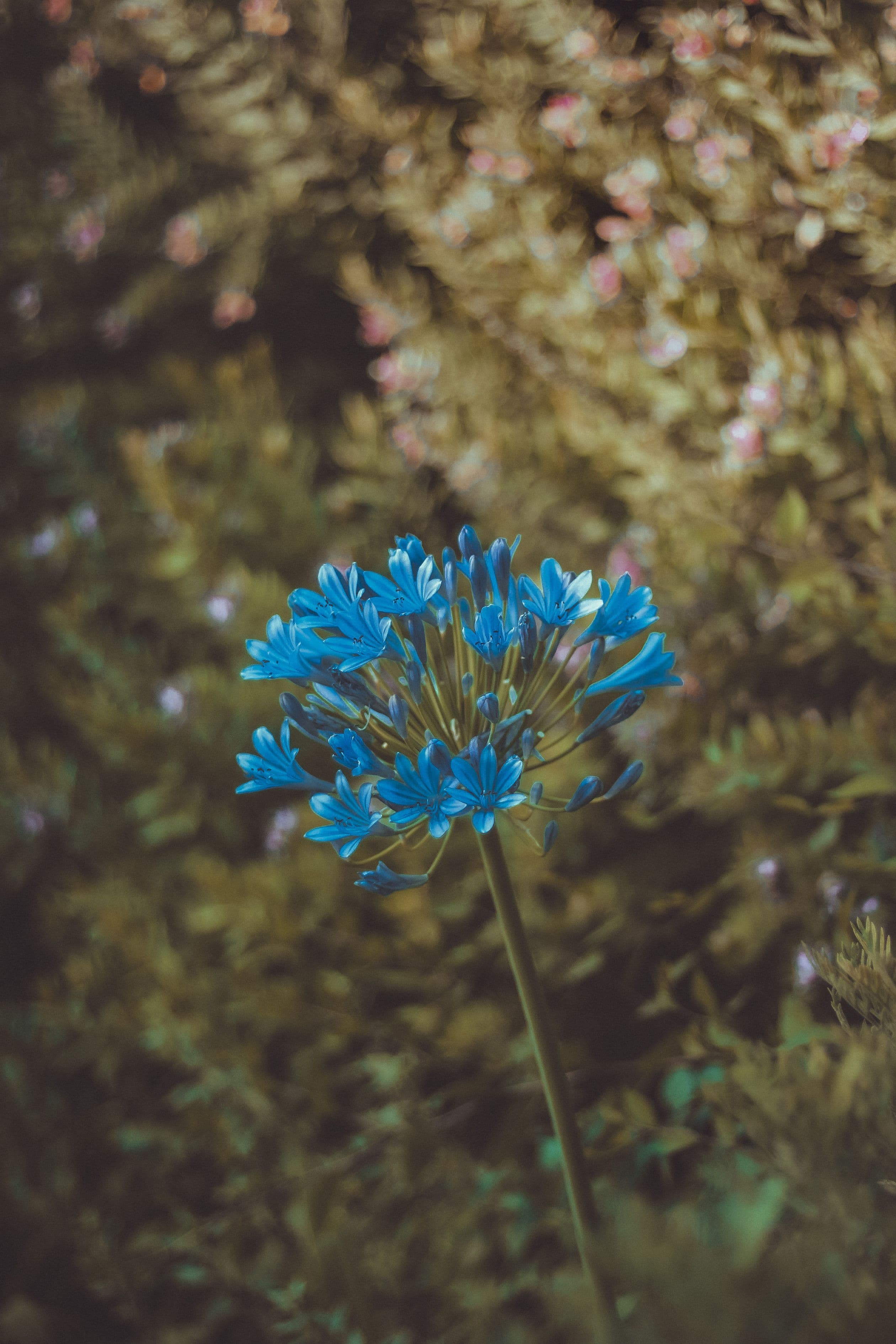 Blue agapanthus flower in soft natural light