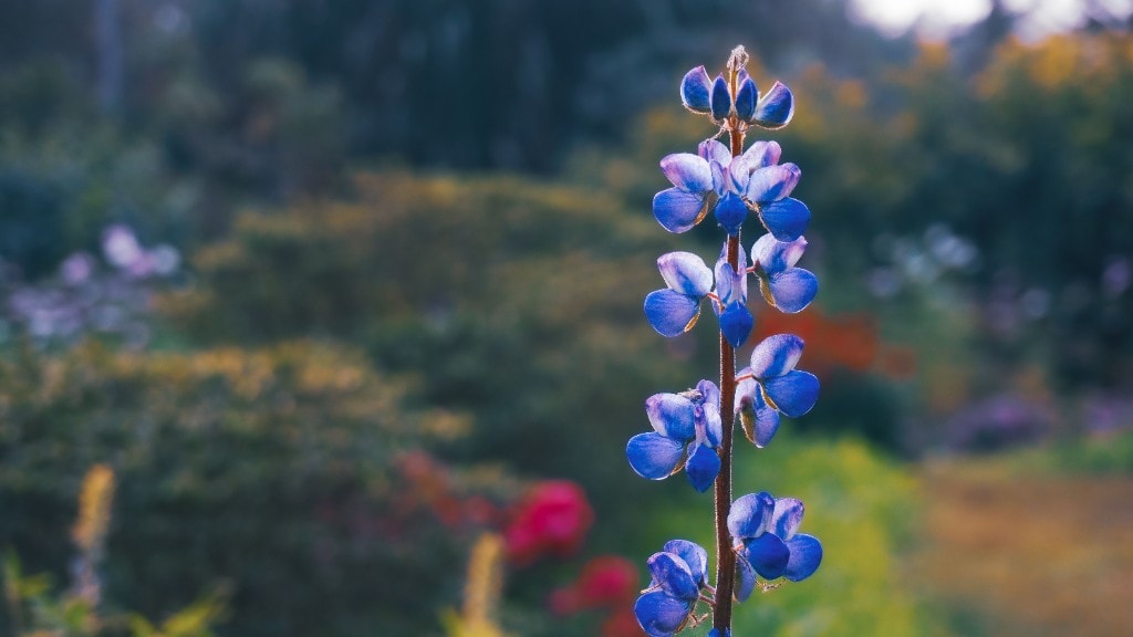 Blue lupine flowers in warm golden light